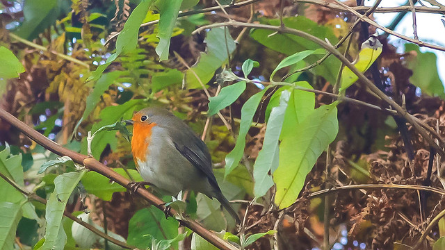 Little Robin ( in the brambles)...Rspb