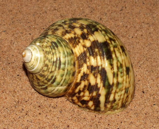 Corded turban snail (Turbo sparverius)