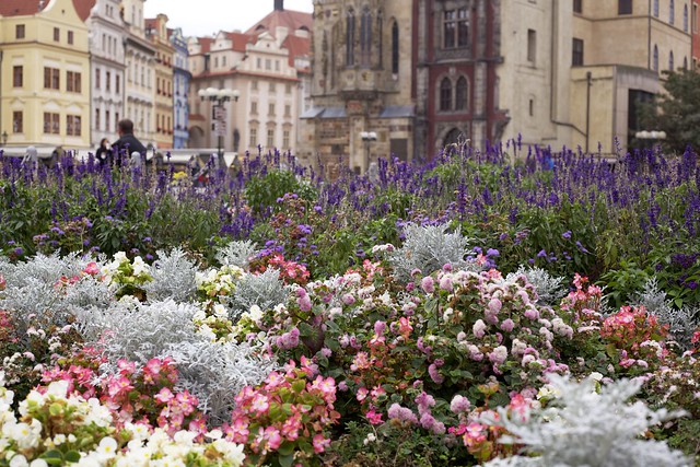 Flowers in Prague