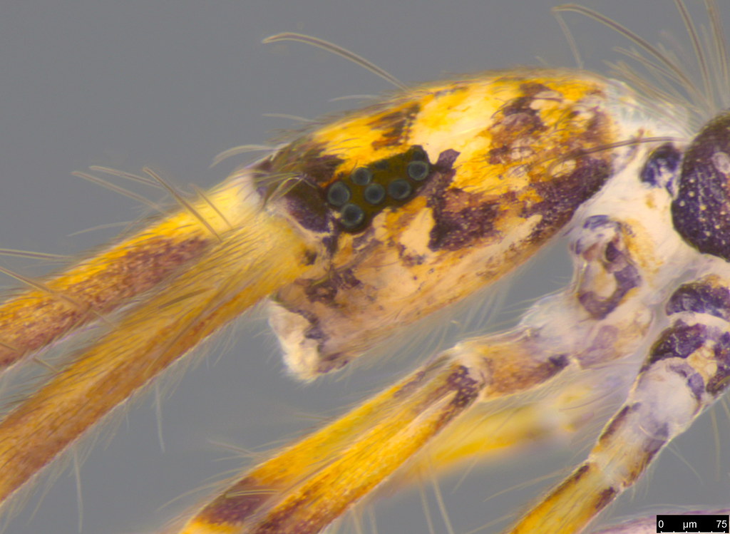1a - Entomobryoidea sp.