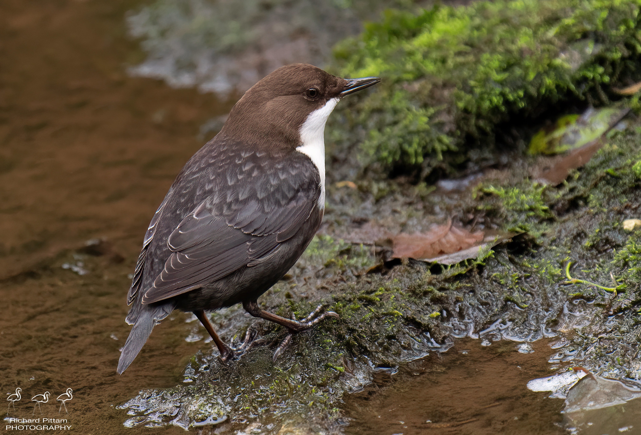Dipper - it was dark in there...