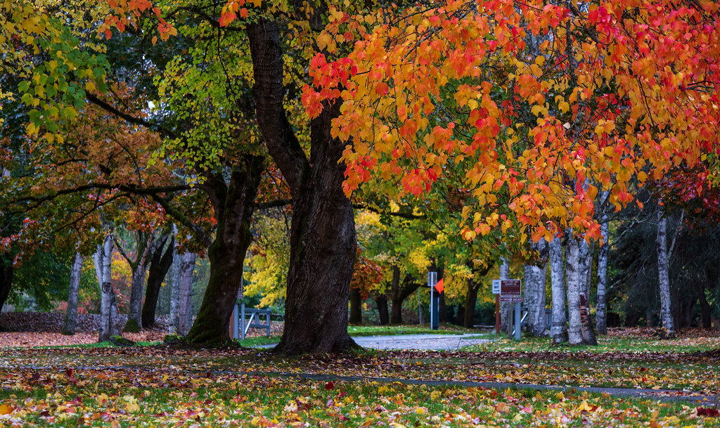 Fall Colors at Sammamish Park