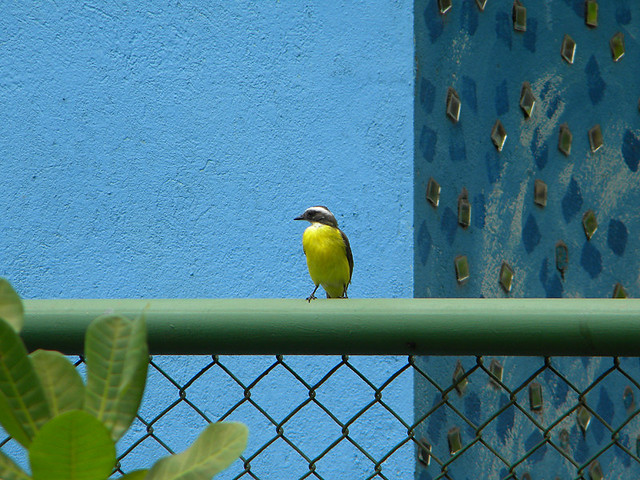 a small yellow bird poses against a blue wall in Islita, an artist's town in Costa Rica