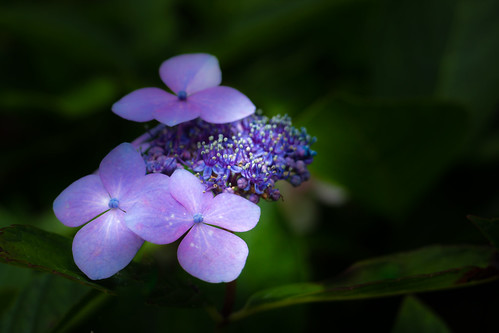 Hydrangea | by Bren & Ashley Ryan (Brashley Photography)