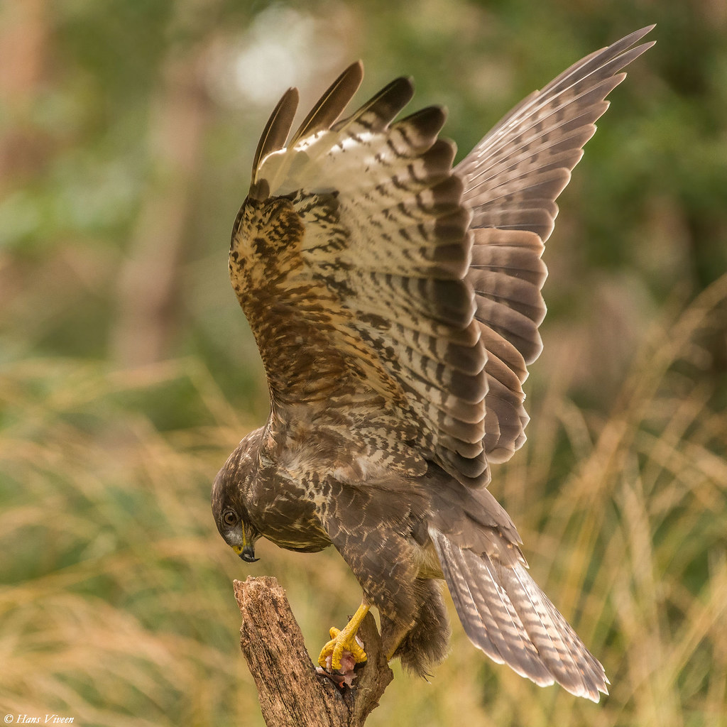 Common buzzard eating a prey,.... | Hans Viveen | Flickr