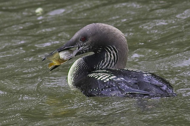 Pacific Loon with fish 2021 -002