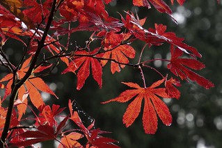Autumn Leaves - Mary Edwards
