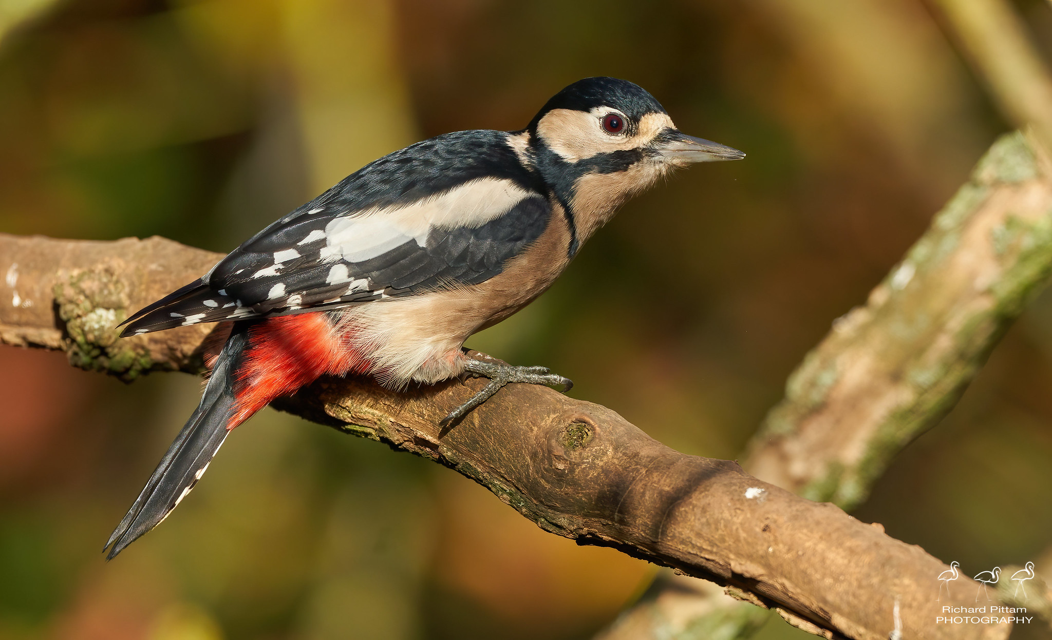 Great Spotted Woodpecker - i wish there were less branches there, but apparently a change may make this happen next few months.