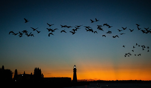 lakeerie lighthouse sunset silhouette birds geese flight orange gold blue summer flock overhead bird hhsc2000 2021 water roadtrip travel newyork