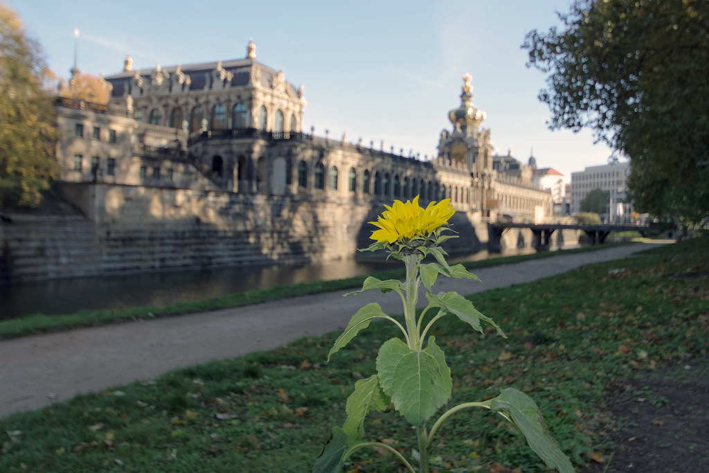 Sonnenblume am Dresdner Zwinger