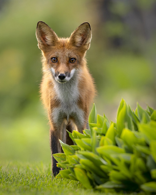 Red Fox Kit looking for someone to play with
