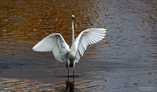 Great White Egret in all its glory   > <    Silberreiher in seiner ganzen Pracht