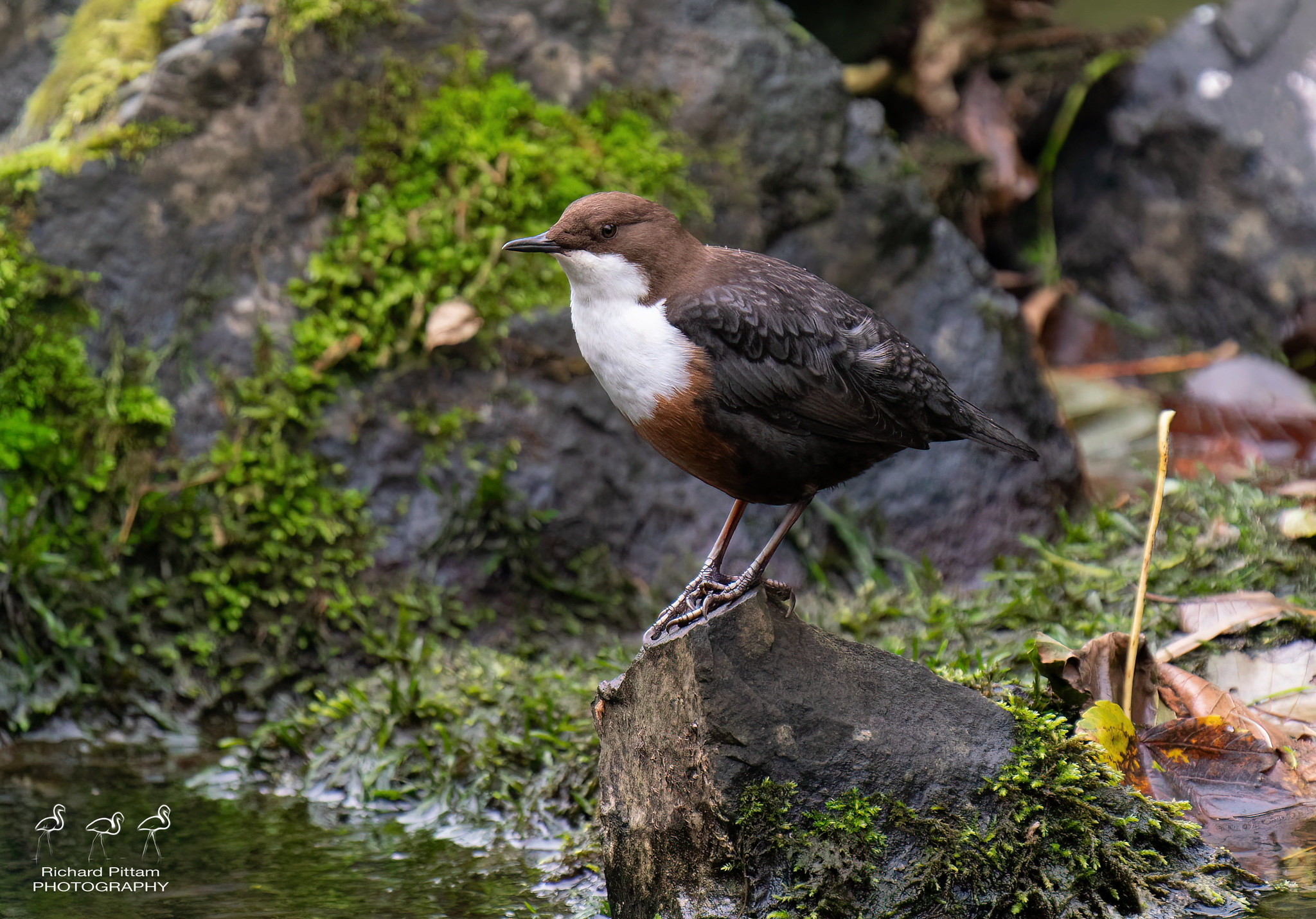 Dipper - it was dark in there...