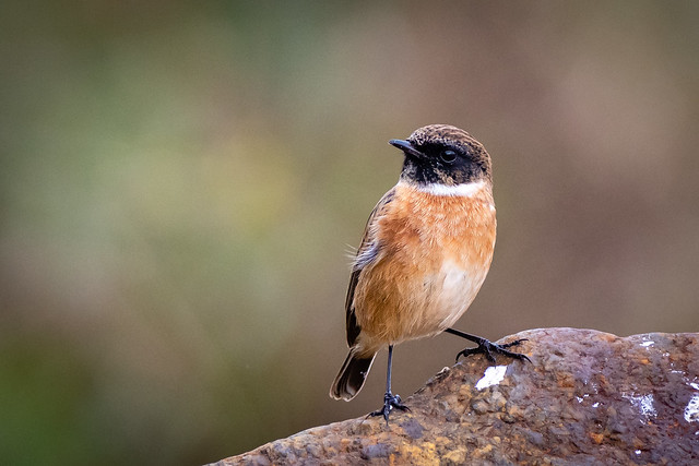 A handsome Male Stonechat of pink Wexford Granite.