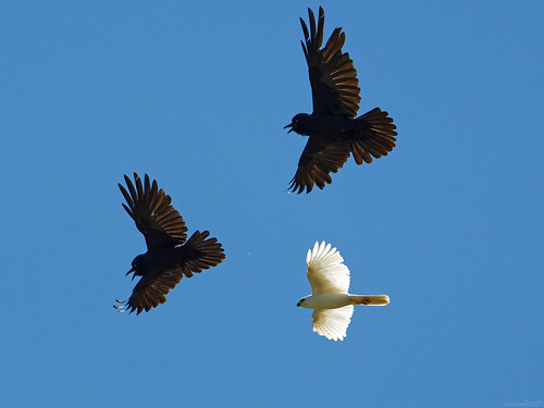whitegoshawk blackmagic whitemagic nikkor chase werrribee raven