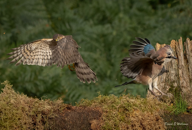 Sparrowhawk attacking a Jay