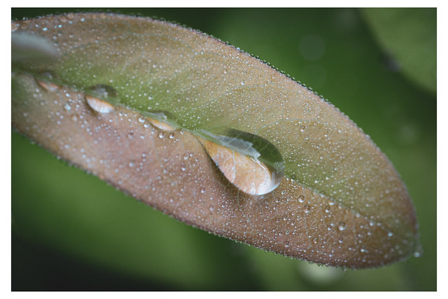 A Teardrop for the Morning - Mt Airy, Philadelphia - PA - Web 1_Scaled