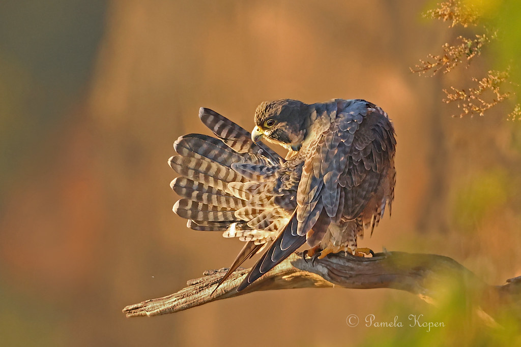 Autumn sunrise - Pergrine falcon