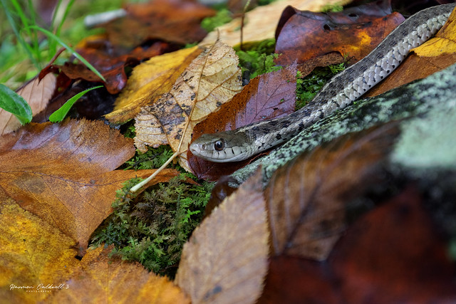 Smoky Mountain Garter Snake