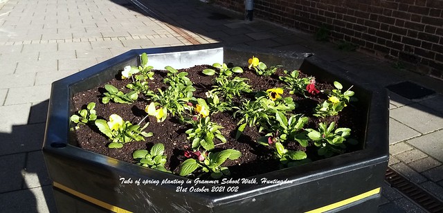Tubs of spring planting in Grammar School Walk Huntingdon 21st October 2021 002