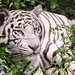 White Tiger Deep in the Shrubbery of the Beijing Zoo