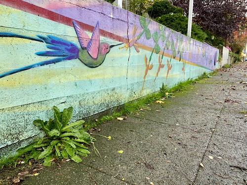 Hummingbird mural on retaining wall