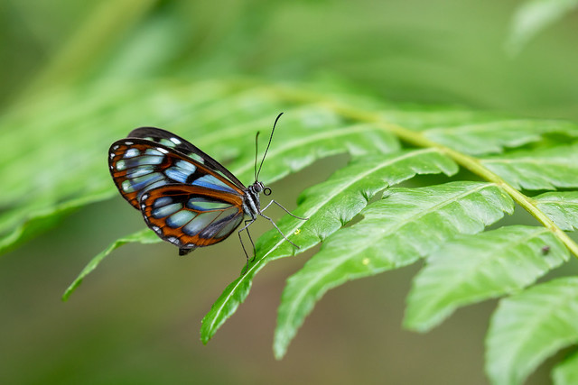 Glasswing Butterfly Peru