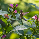 Ruby throated hummingbird ♀︎ blends in Is that a flower or is that a hummingbird? 😉