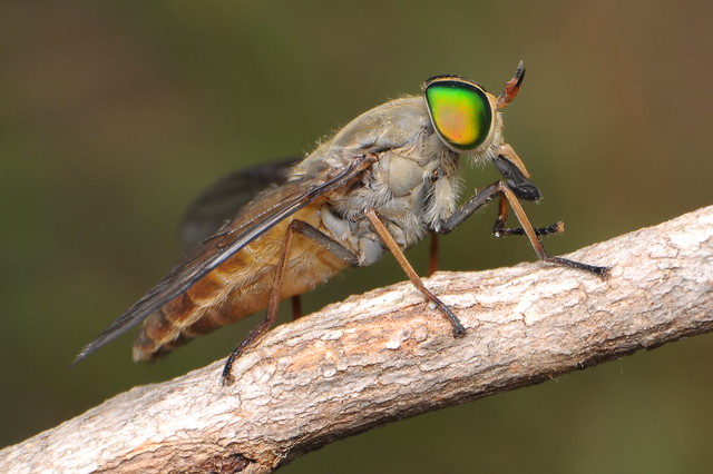Australian Common March Fly