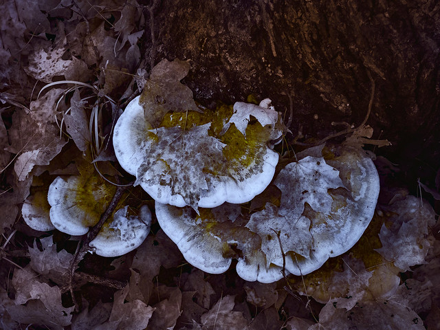 Fungi & Fallen Leaves