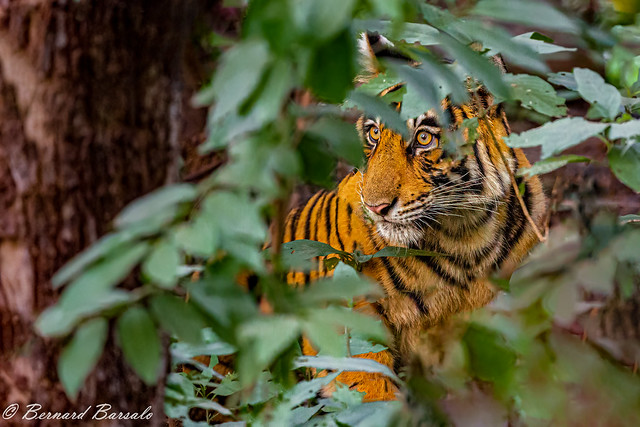 Le Tigre de Bengale (Inde) - My usual style