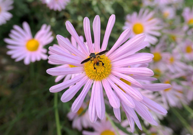 Aster visitor