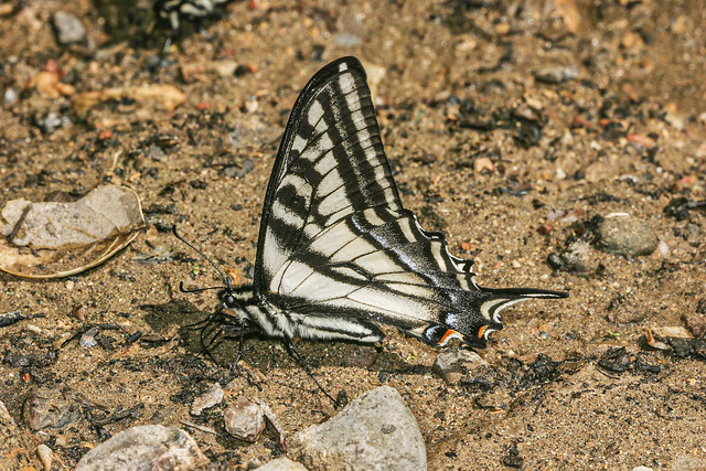 Pale Swallowtail, Papilio eurymedon