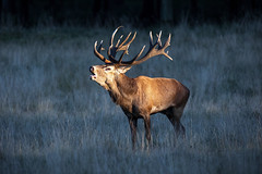 [image: Stag roaring in late rays of sun] 