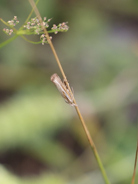 Okkergult græsmøl (Common Grass-veneer / Agriphila tristella)