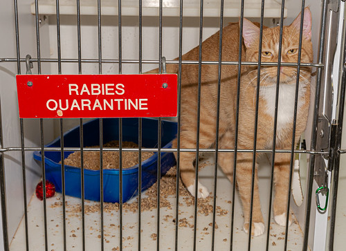 rabies_quarantine-20211027-101
