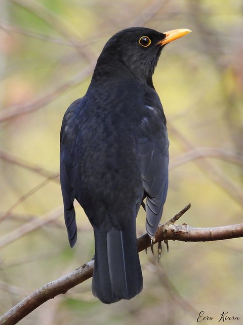 Blackbird ♂ (Turdus merula)