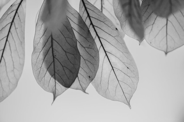 Autumn leaves (high key and bw)