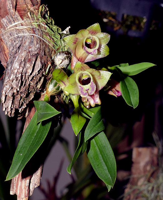 Dendrobium hekouense species orchid
