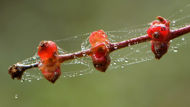 Spider webbing on native California Honeysuckle