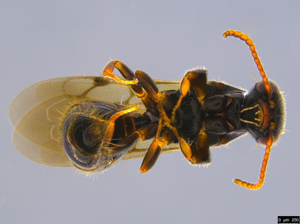 19c - Bethylidae sp.