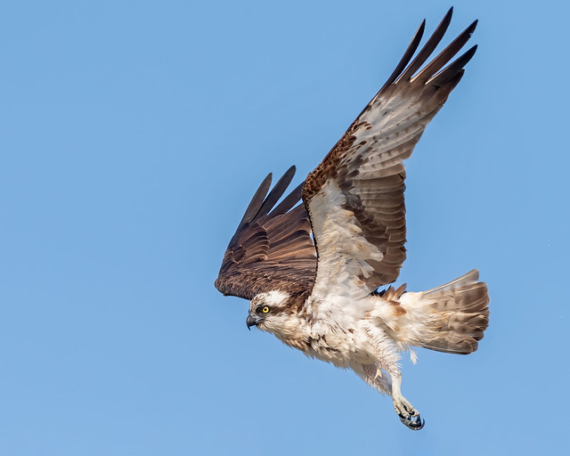 Osprey in flight. Pandion haliaetus