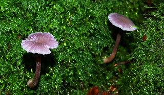 A matching pair of fungi in Lilac