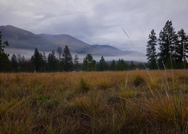 Grassy field near Grasmere SR600123