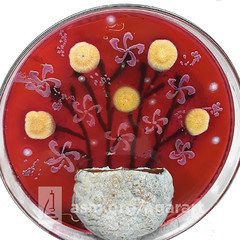 2021 Agar Art Contest- Traditional (Professional) Category Submissions