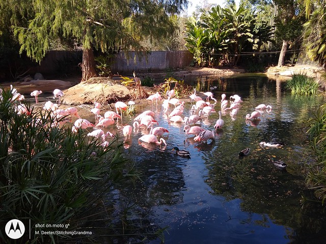 Flamingos and ducks