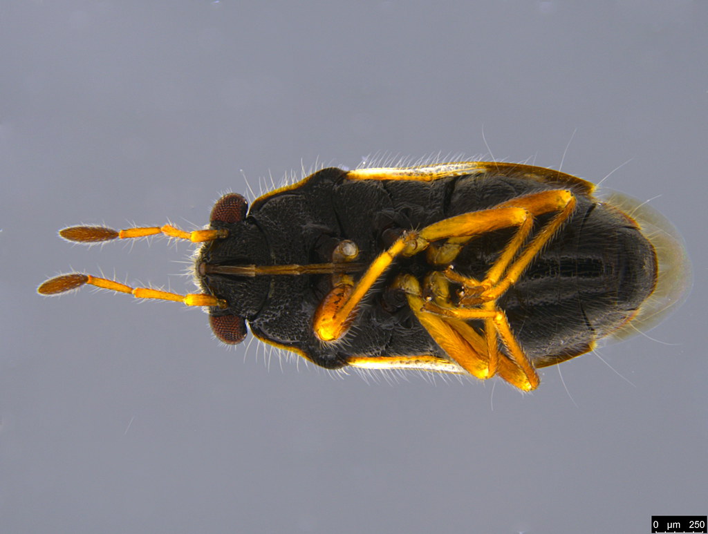 11c - Hemiptera sp.