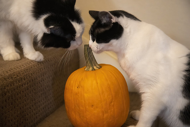 Marky and Lucca with the pumpkin