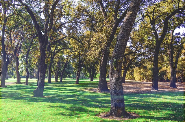 Oak Trees in a Field of Green