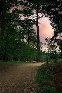 New Forest Woodland Walk | by Bren & Ashley Ryan (Brashley Photography)